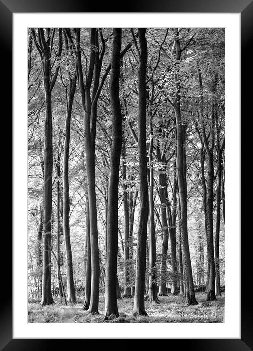 woodland in monochrome  Framed Mounted Print by Simon Johnson