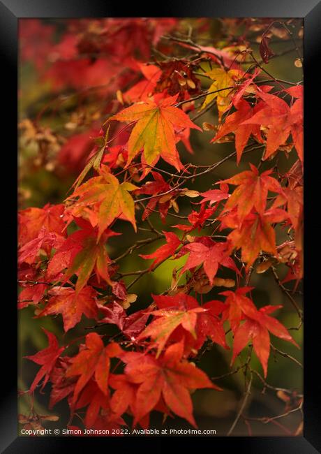 Autumnal  Acer leaves Framed Print by Simon Johnson