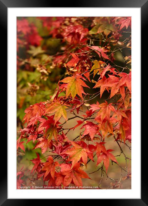 Autumnal leaves Framed Mounted Print by Simon Johnson