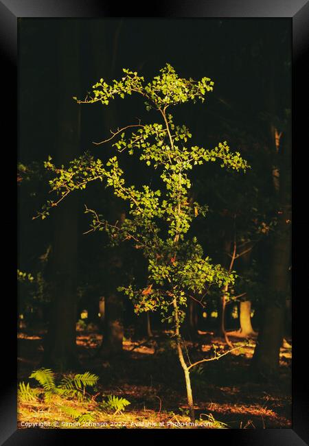 sunlit tree  Framed Print by Simon Johnson