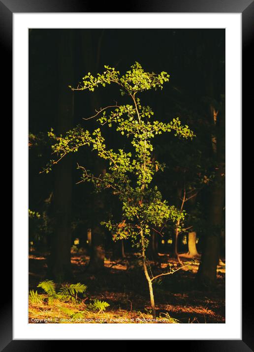sunlit tree  Framed Mounted Print by Simon Johnson