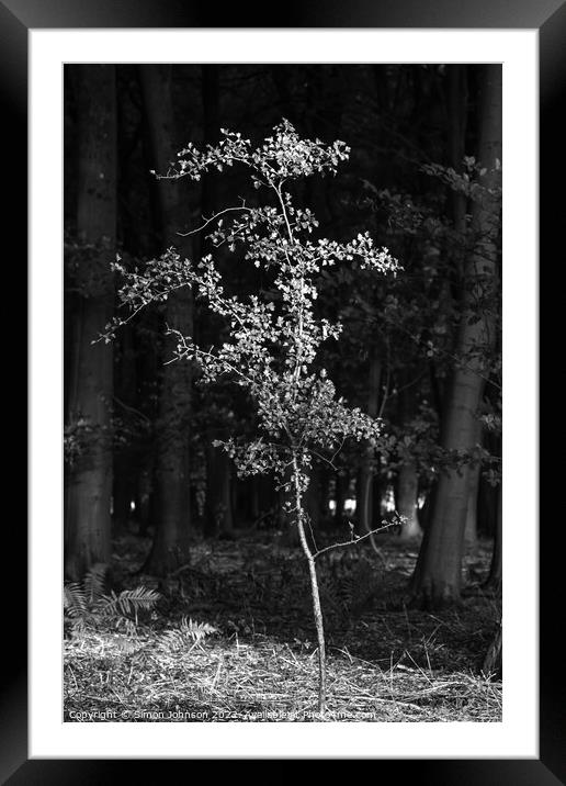 sunlit tree Framed Mounted Print by Simon Johnson