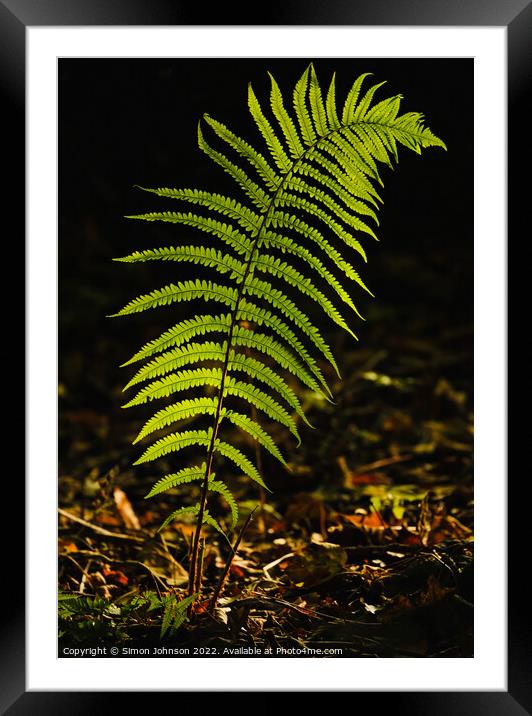 sunlit fern Framed Mounted Print by Simon Johnson