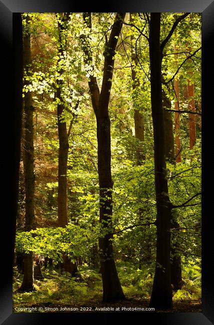 Sunlit through the trees Framed Print by Simon Johnson