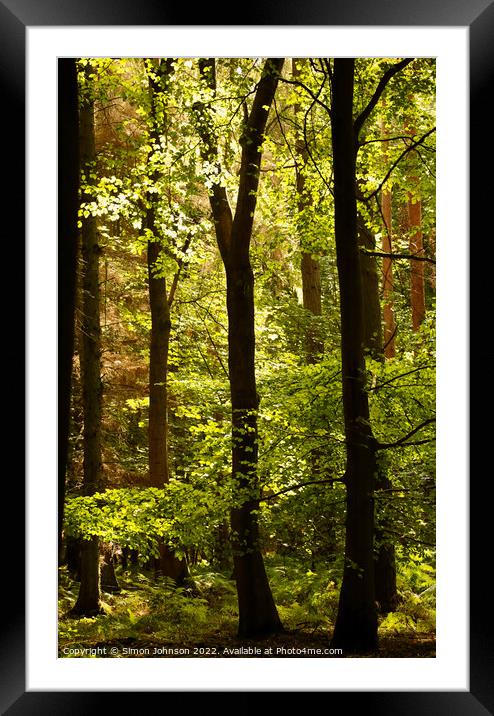 Sunlit through the trees Framed Mounted Print by Simon Johnson