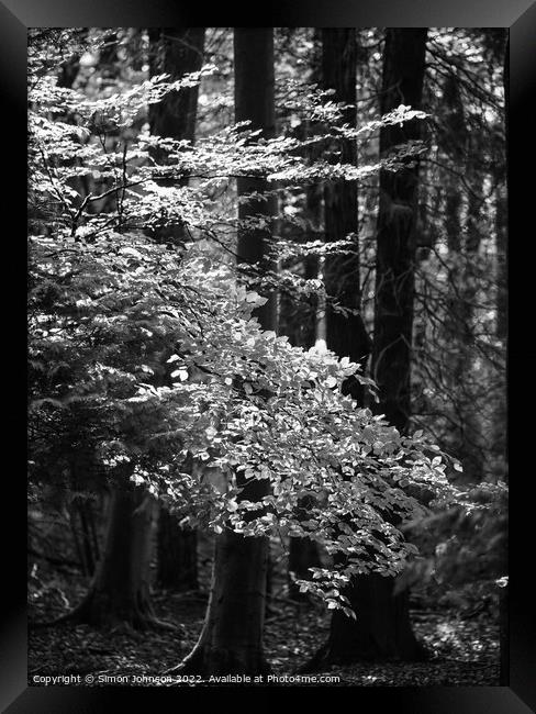  woodland light Framed Print by Simon Johnson