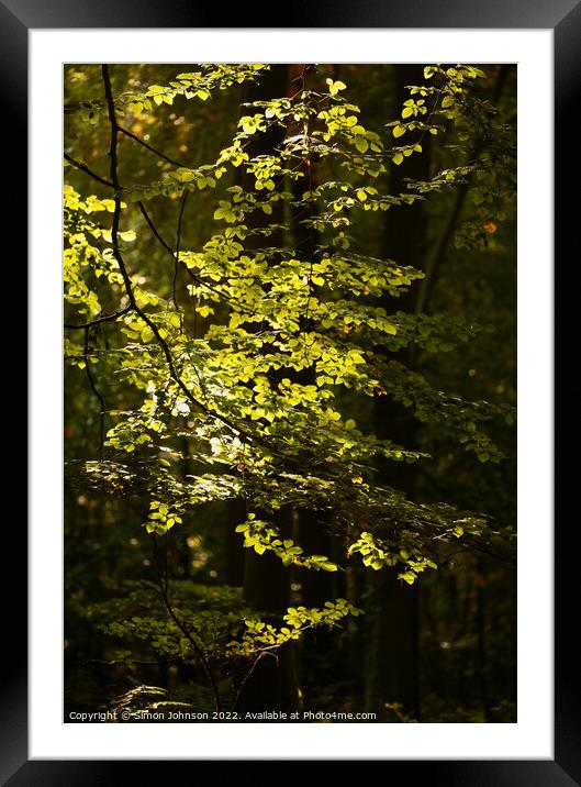 sunlit leaves Framed Mounted Print by Simon Johnson