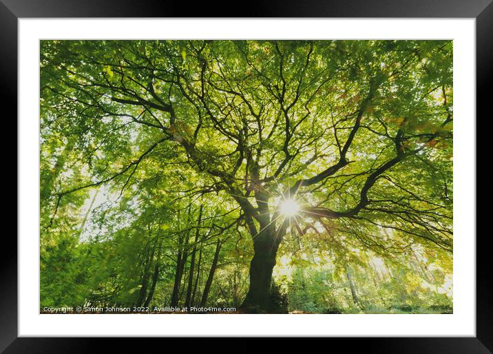 beech Tree profile Framed Mounted Print by Simon Johnson
