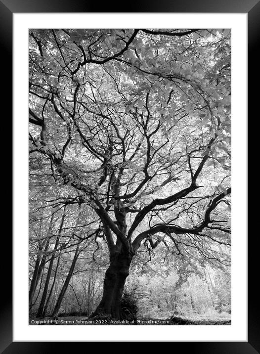 Beech Tree Framed Mounted Print by Simon Johnson
