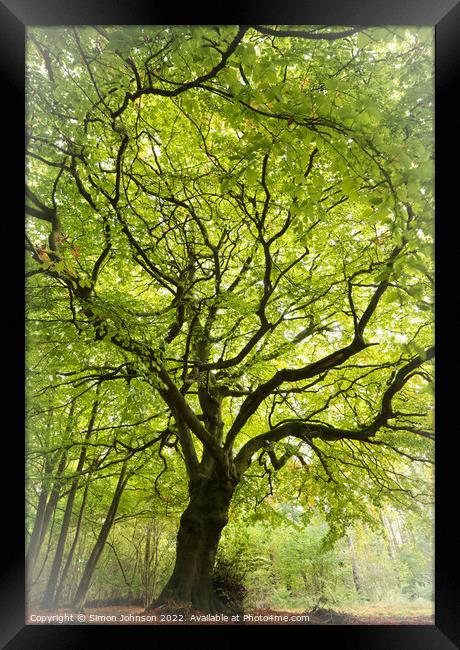 Beech Tree Framed Print by Simon Johnson