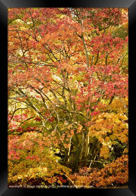 Acer autumnal colour Framed Print by Simon Johnson