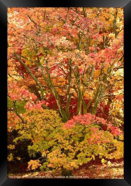Autumn Acer Tree Framed Print by Simon Johnson