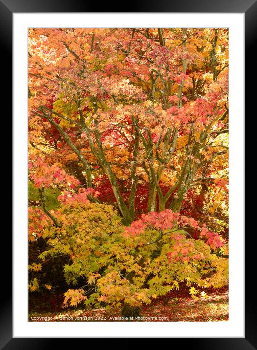 Autumn Acer Tree Framed Mounted Print by Simon Johnson