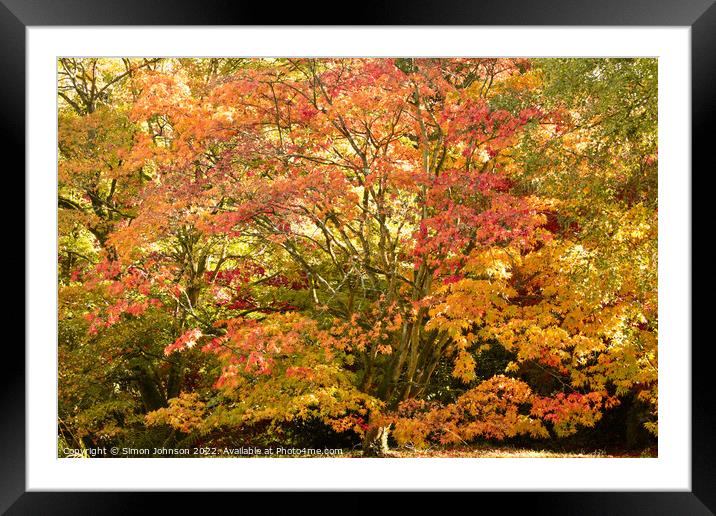 A tree in front of a flower Framed Mounted Print by Simon Johnson