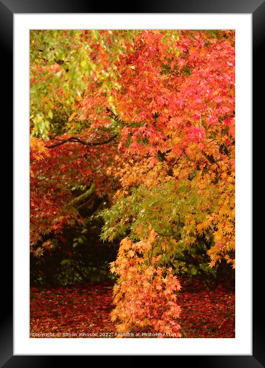 Acer leaves Framed Mounted Print by Simon Johnson