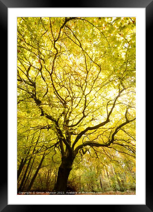 Beech tree Framed Mounted Print by Simon Johnson