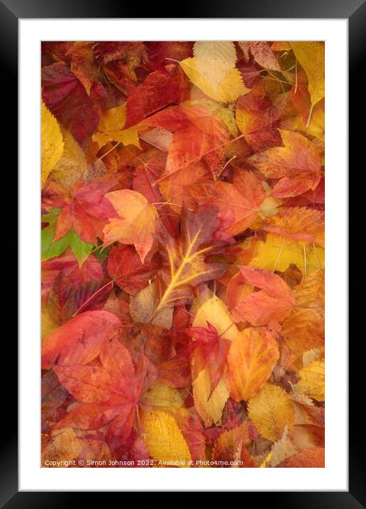Autumn  Leaves Framed Mounted Print by Simon Johnson