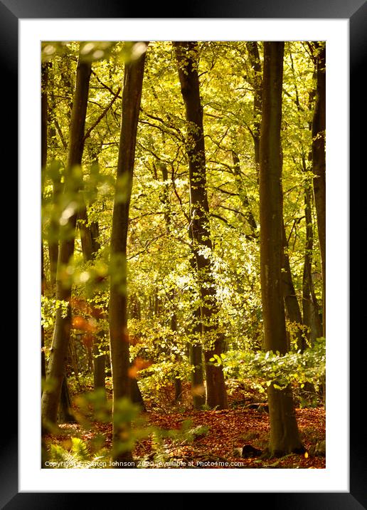 Beech woodland  Framed Mounted Print by Simon Johnson