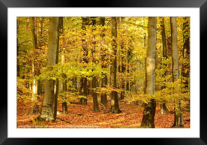 Autumn woodland  Framed Mounted Print by Simon Johnson