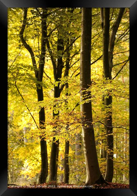 Sunlit Woodland Autumn Framed Print by Simon Johnson
