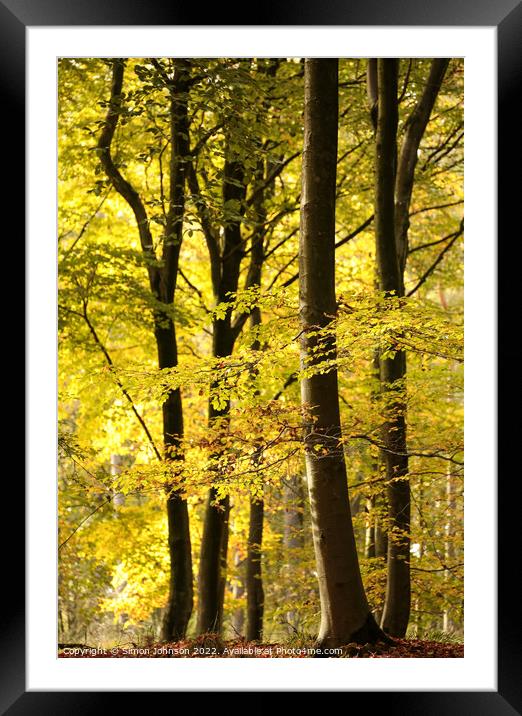 Sunlit Woodland Autumn Framed Mounted Print by Simon Johnson