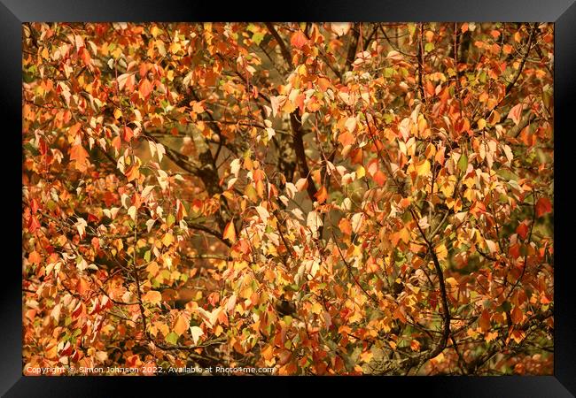 multitude of sunlit autumnal leaves Framed Print by Simon Johnson