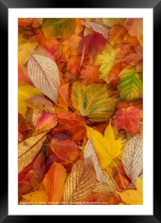 Autumn  leaves Framed Mounted Print by Simon Johnson