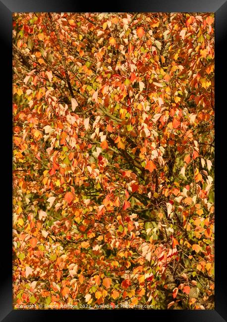 Wind blown sunlit leaves Framed Print by Simon Johnson