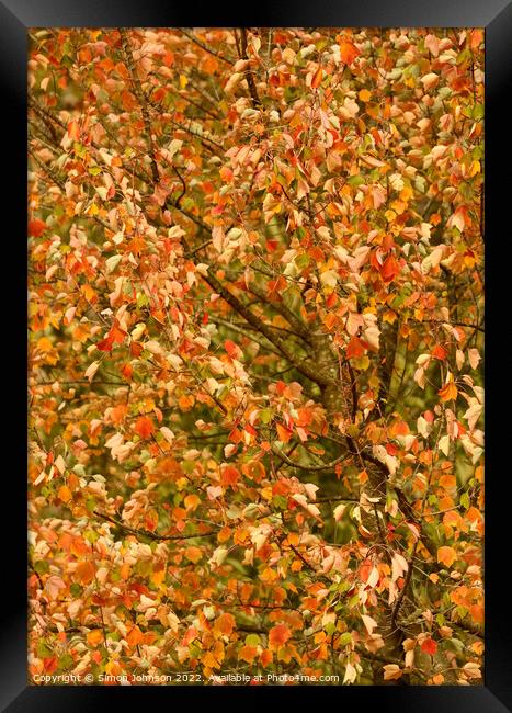 Autumn leaves Framed Print by Simon Johnson