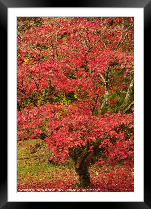 Acer tree Framed Mounted Print by Simon Johnson