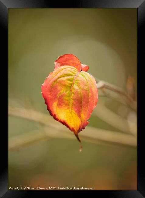 Autumn Leaf Framed Print by Simon Johnson