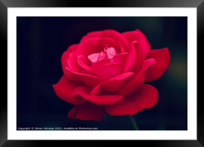 rose flower Framed Mounted Print by Simon Johnson