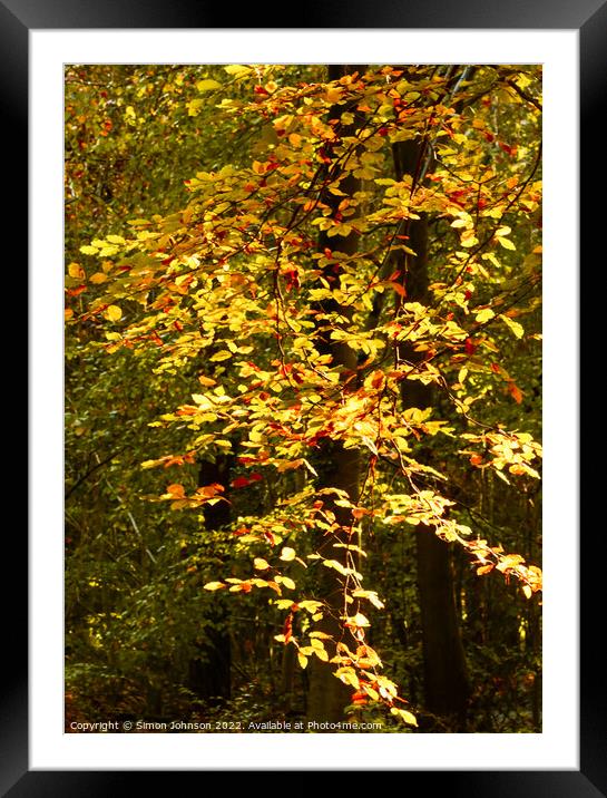 sunlit Autumn Leaves  Framed Mounted Print by Simon Johnson