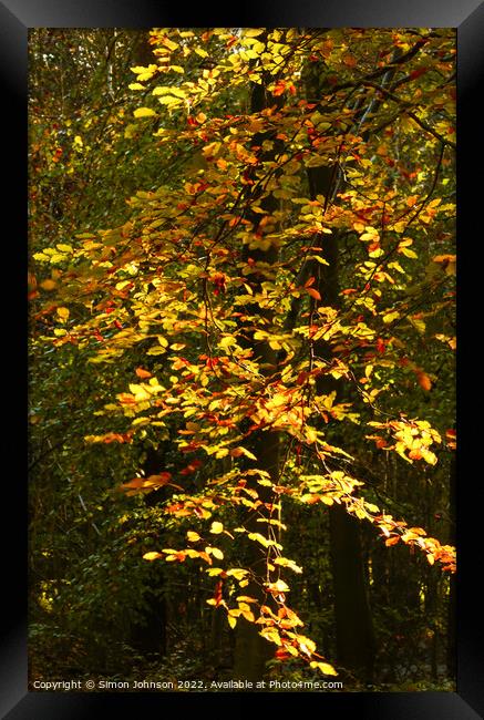 Sunlit Autumn Leaves Framed Print by Simon Johnson