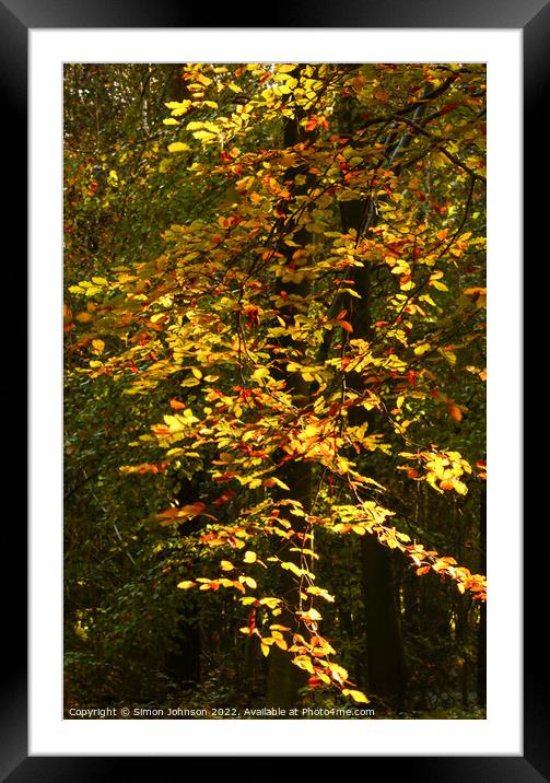 Sunlit Autumn Leaves Framed Mounted Print by Simon Johnson