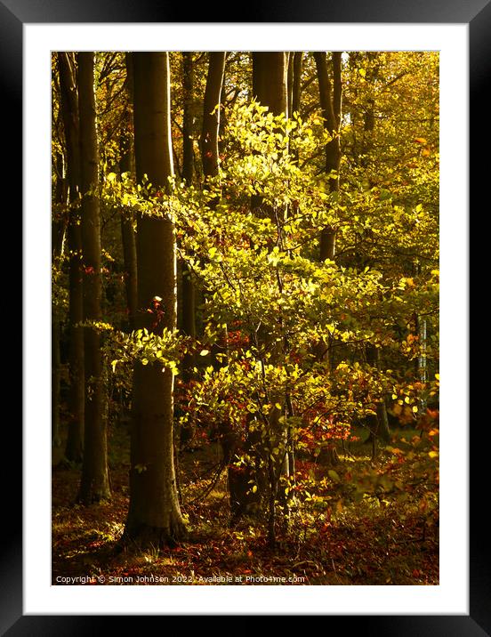 Sunlit Aiitumn Leaves Framed Mounted Print by Simon Johnson