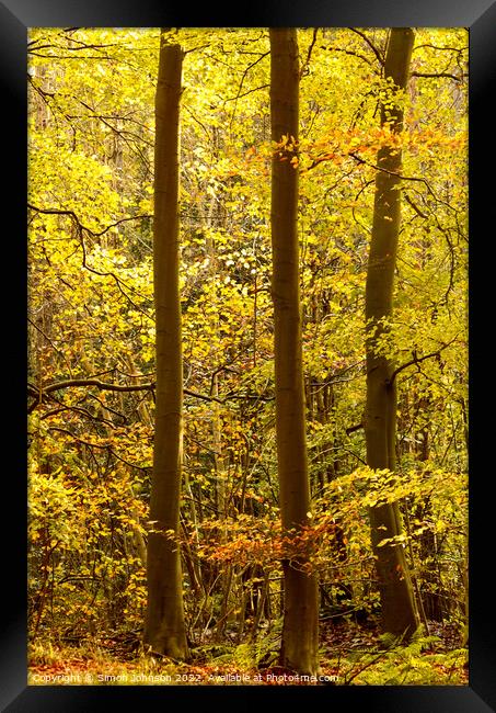 Autumn woodland  Framed Print by Simon Johnson