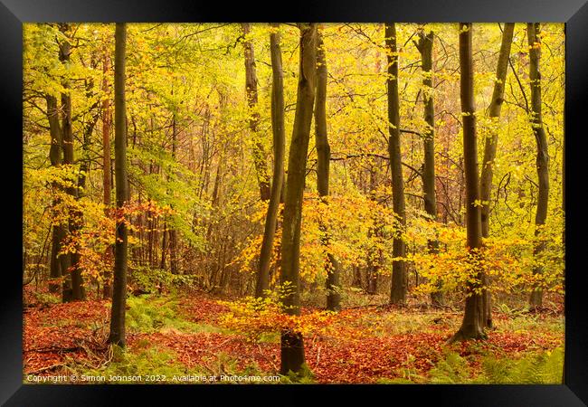 Autumn woodland hire Framed Print by Simon Johnson