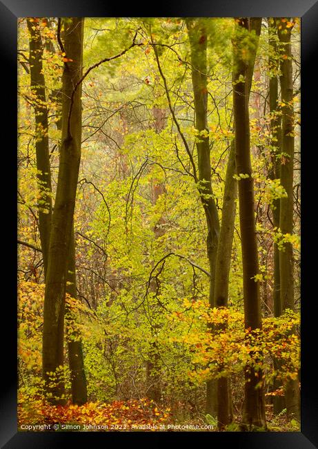 Autumn Woodland Framed Print by Simon Johnson