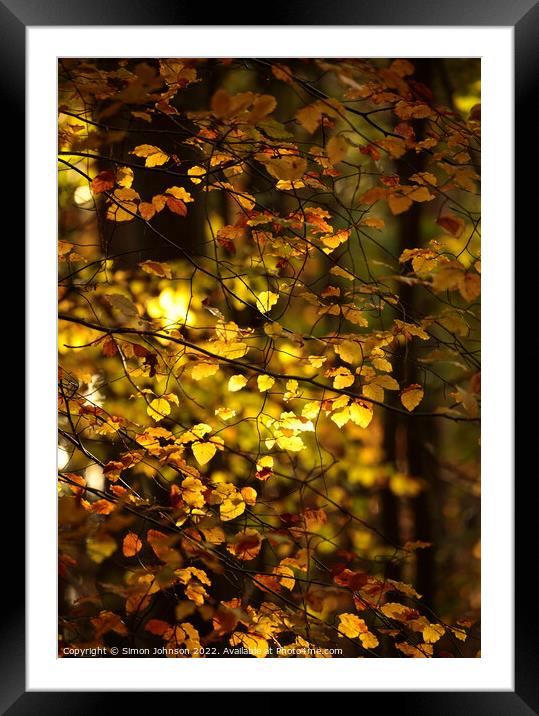 sunlit autumn leaves Framed Mounted Print by Simon Johnson