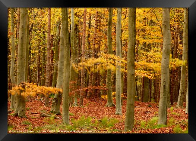 wind blown Autumn woodland Framed Print by Simon Johnson
