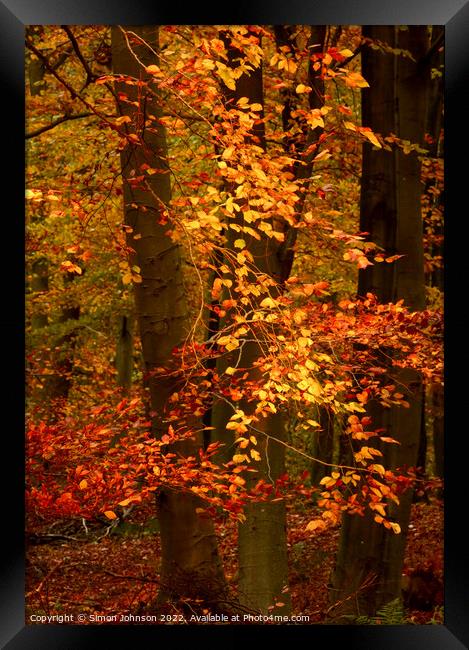 Sunlit autumn leaves  Framed Print by Simon Johnson