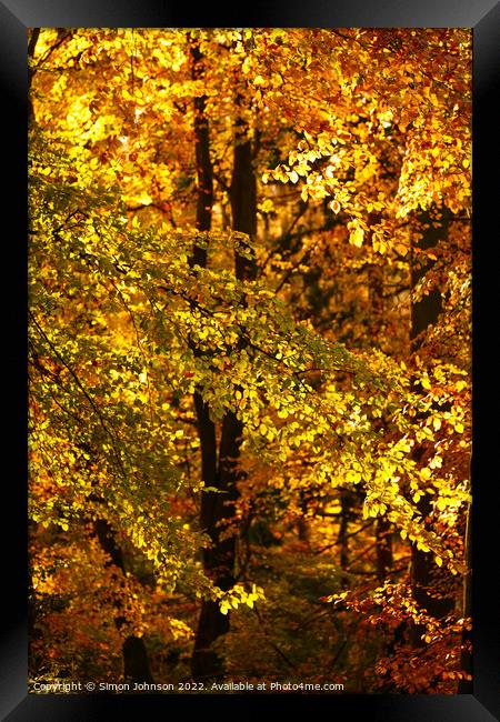 sunlit autumn woodland Framed Print by Simon Johnson