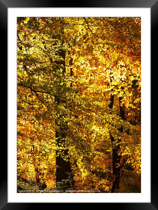sunlit woodland  Framed Mounted Print by Simon Johnson