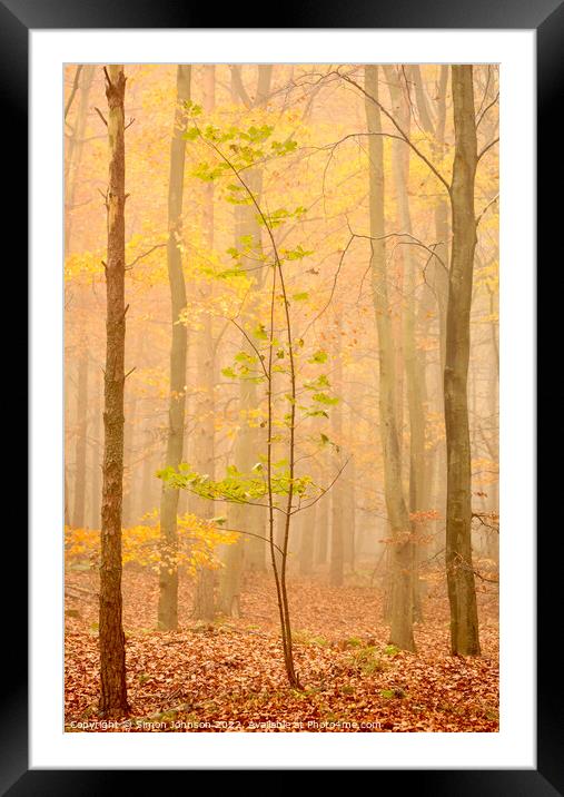 Tree in the mist Framed Mounted Print by Simon Johnson