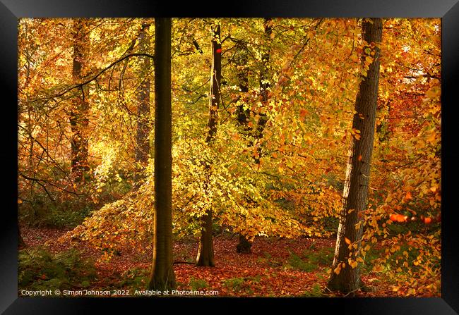 Autumn Gold Framed Print by Simon Johnson