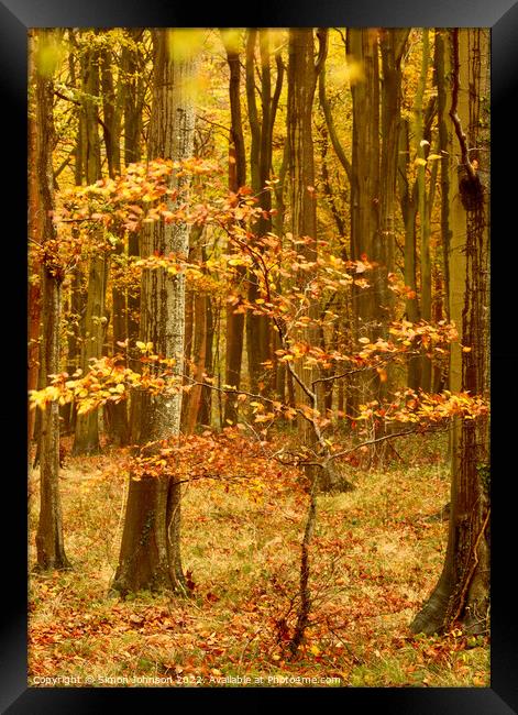 wind blown Beech tree Framed Print by Simon Johnson