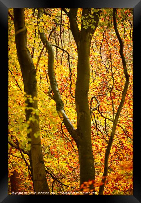 Autumn colour Framed Print by Simon Johnson