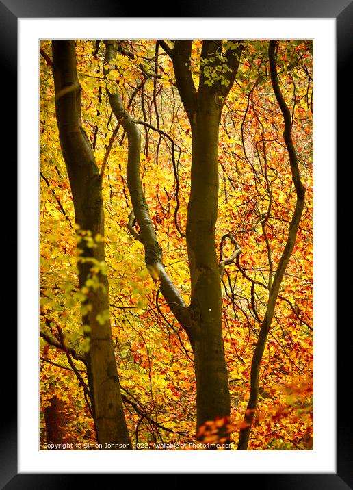 Autumn colour Framed Mounted Print by Simon Johnson