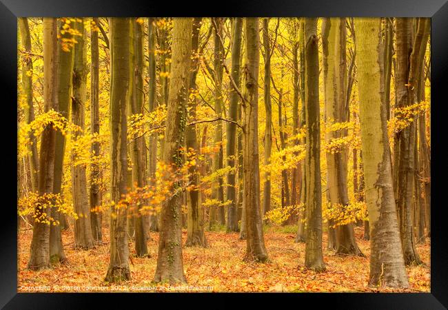 Autumnal woodland  Framed Print by Simon Johnson